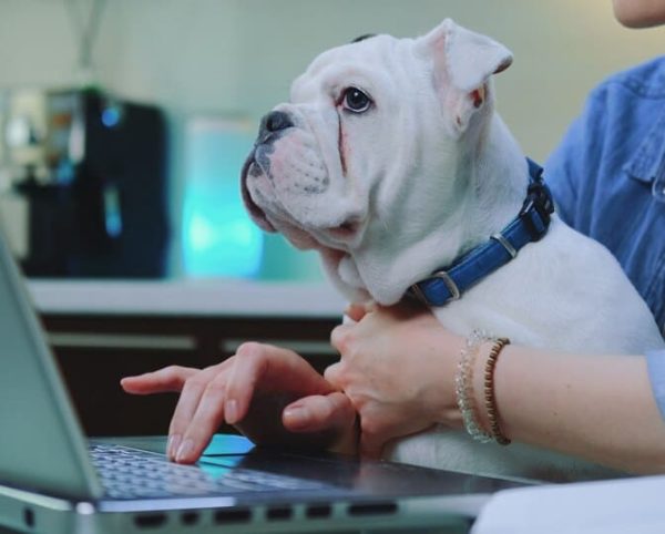 Assurance_Animaux (19) Assurance Animaux